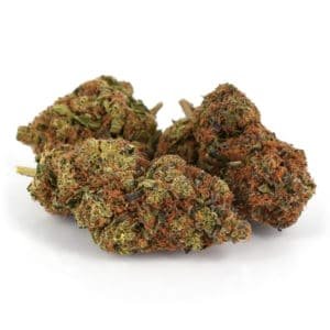 Girl Scout Cookies Marijuana Strain UK