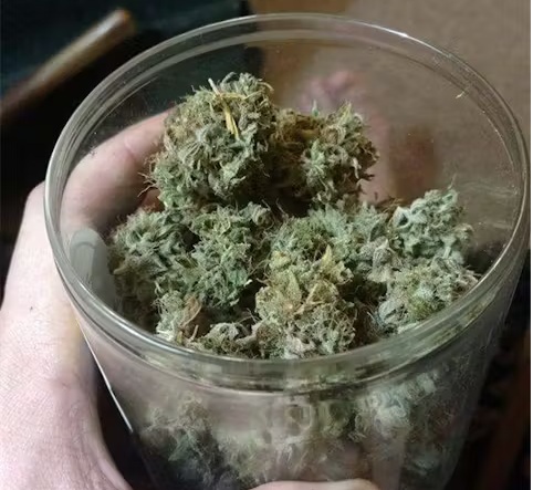 Thai Marijuana Strain UK