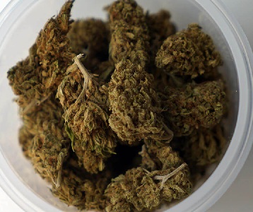 Harlequin Cannabis Strain UK