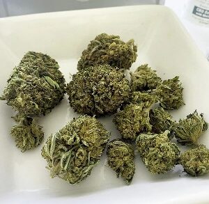 Amnesia Haze Cannabis Strain UK