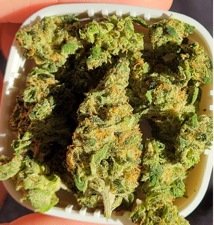Durban Poison Weed Strain UK